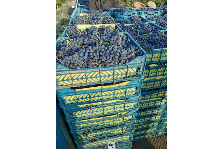 صادرات انواع میوه یوسف اسفندیاری در کاشمر