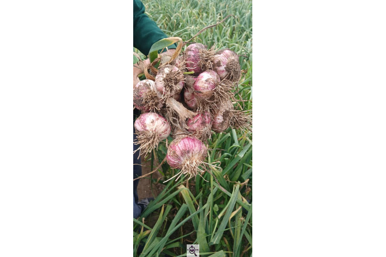 صادرات سیر و بادام ملکی در پارس آباد مغان