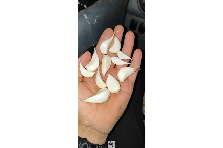 صادرات سیر و بادام ملکی در پارس آباد مغان