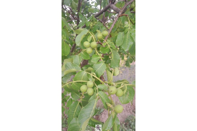 نهالستان سالار عهدنو در مراغه