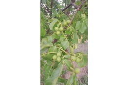 نهالستان سالار عهدنو در مراغه