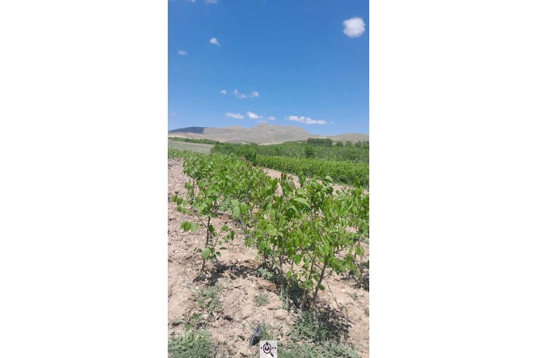 نهالستان سالار عهدنو در مراغه