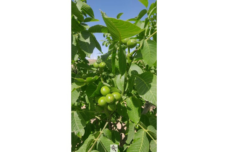 نهالستان سالار عهدنو در مراغه