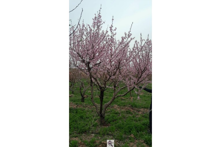 نهالستان سالار عهدنو در مراغه