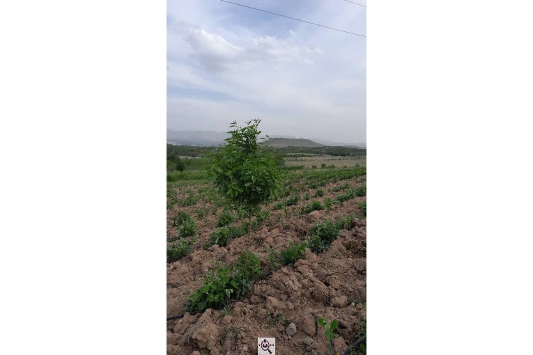 نهالستان سالار عهدنو در مراغه