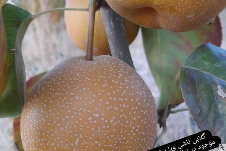نهالستان سالار عهدنو در مراغه