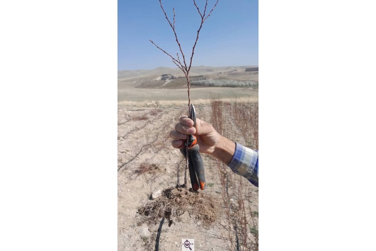 نهالستان سالار عهدنو در مراغه