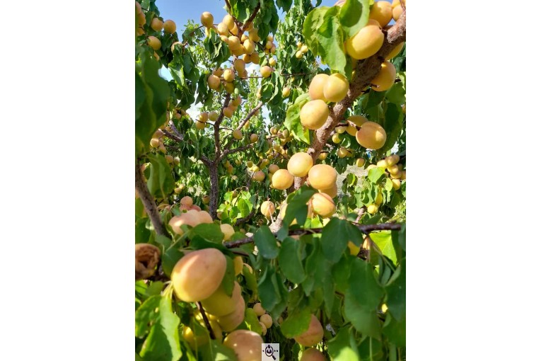 نهالستان سالار عهدنو در مراغه