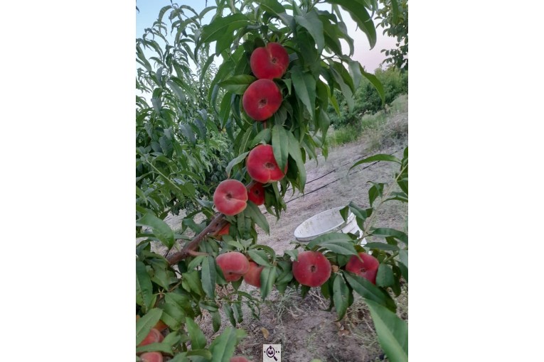 نهالستان سالار عهدنو در مراغه