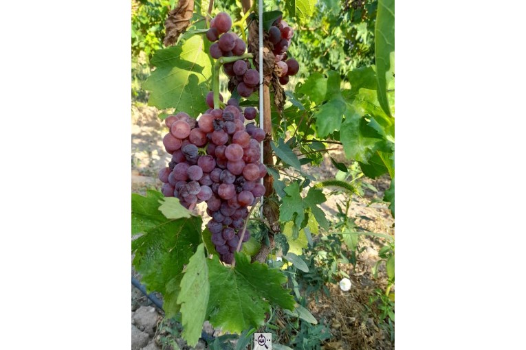 نهالستان سالار عهدنو در مراغه