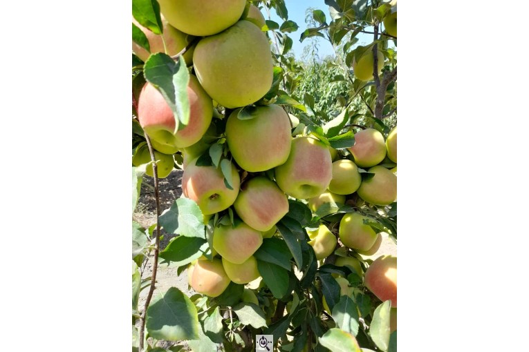 نهالستان سالار عهدنو در مراغه