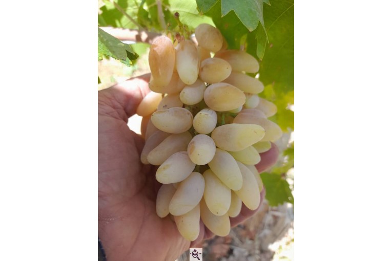 نهالستان سالار عهدنو در مراغه