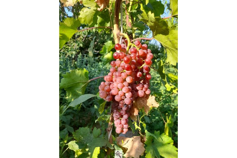 نهالستان سالار عهدنو در مراغه