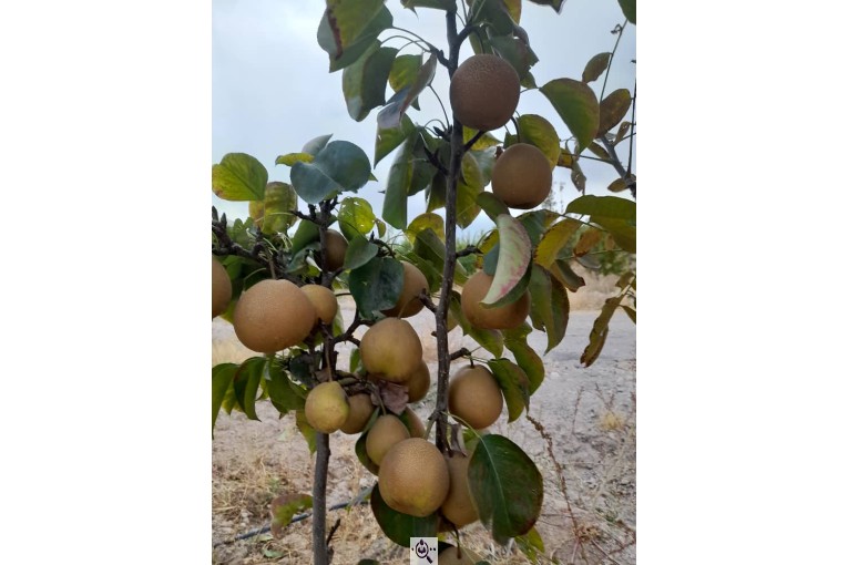 نهالستان سالار عهدنو در مراغه