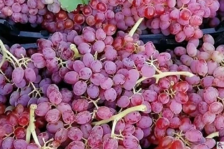 نهالستان سالار عهدنو در مراغه