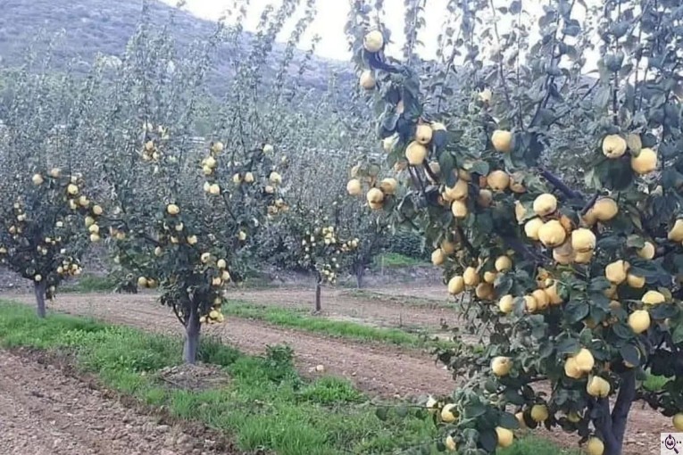 نهالستان سالار عهدنو در مراغه