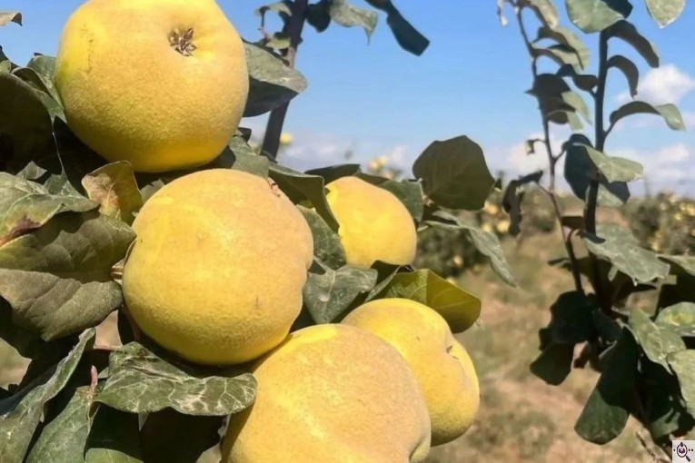 نهالستان سالار عهدنو در مراغه