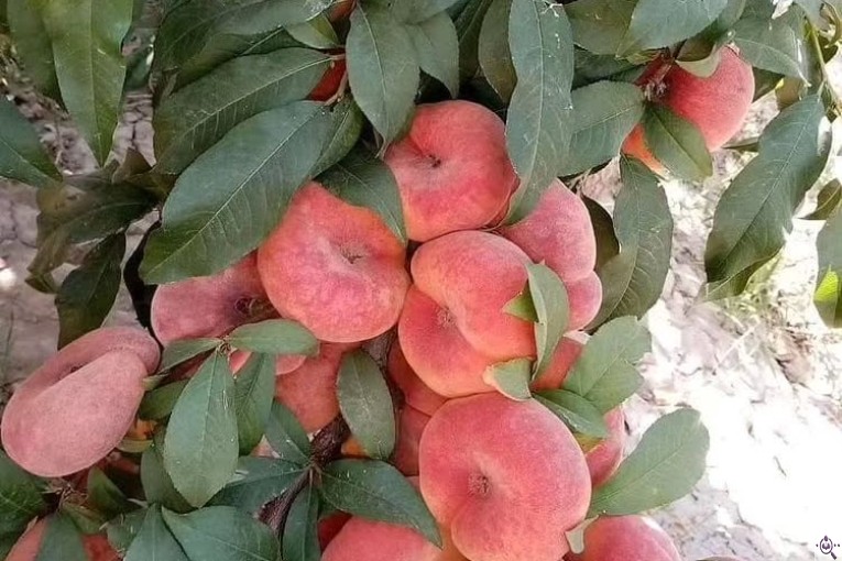 نهالستان سالار عهدنو در مراغه