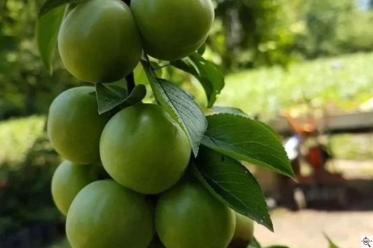 نهالستان سالار عهدنو در مراغه