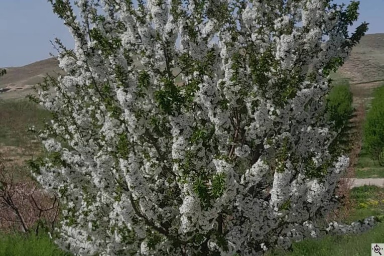 نهالستان سالار عهدنو در مراغه
