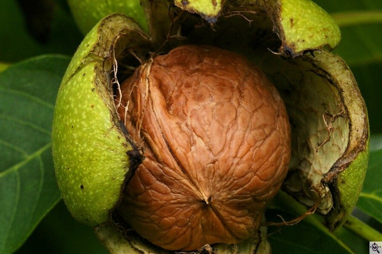 نهالستان سالار عهدنو در مراغه