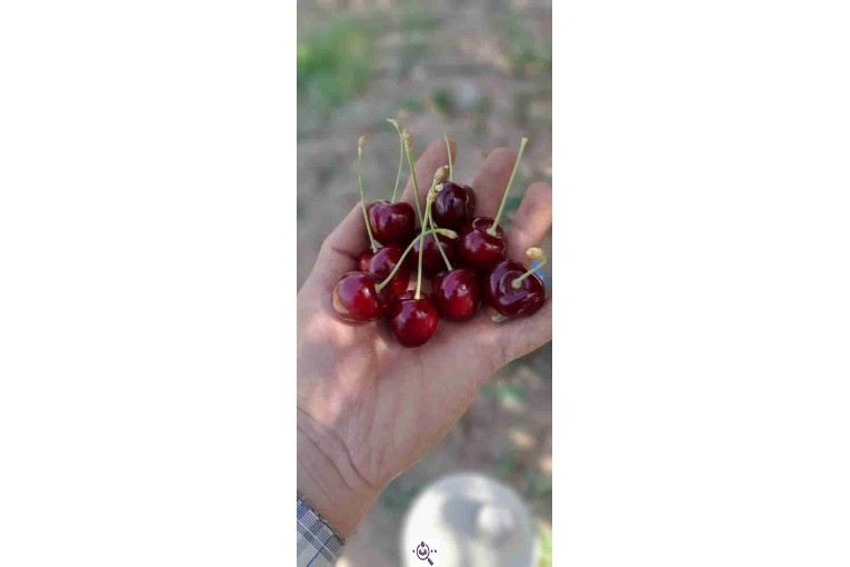 نهالستان سالار عهدنو در مراغه