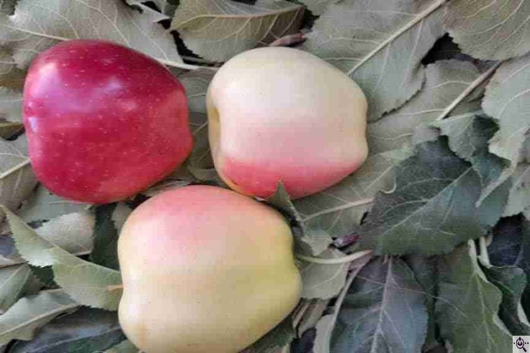 نهالستان سالار عهدنو در مراغه