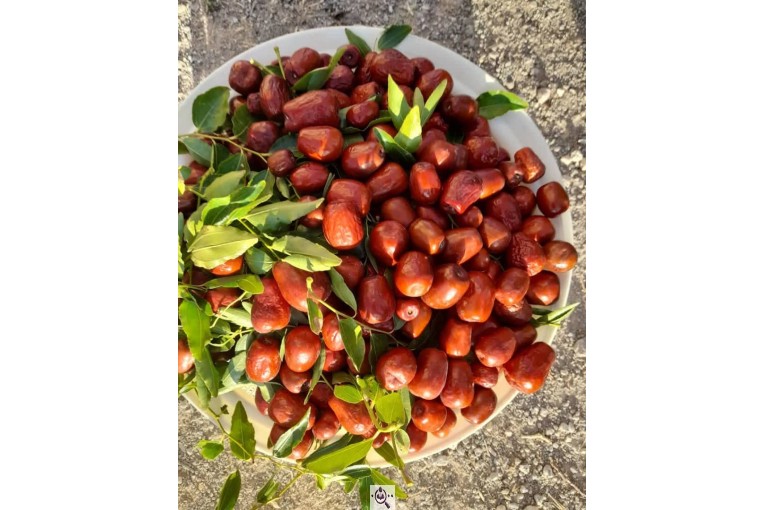 نهالستان سالار عهدنو در مراغه