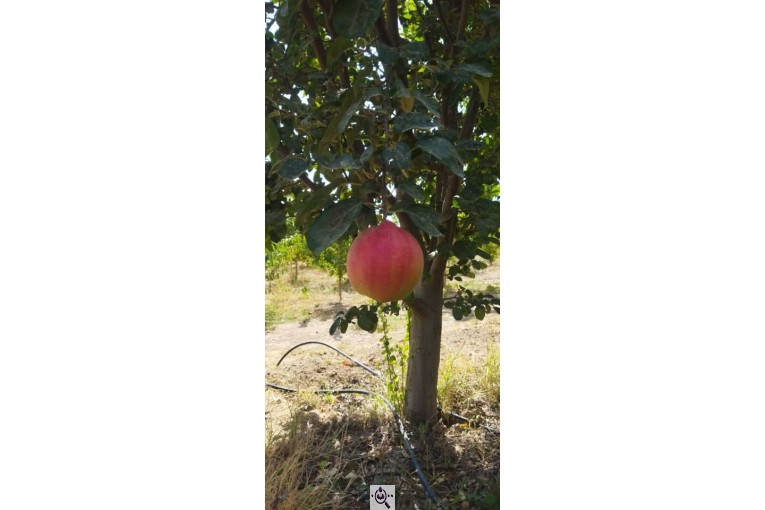 نهالستان سالار عهدنو در مراغه