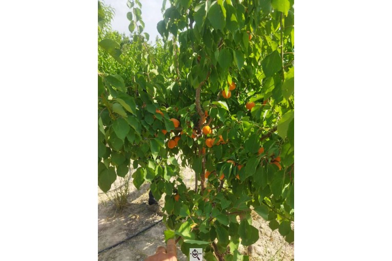 نهالستان سالار عهدنو در مراغه