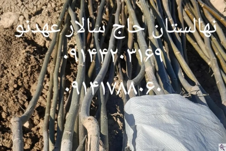 نهالستان سالار عهدنو در مراغه