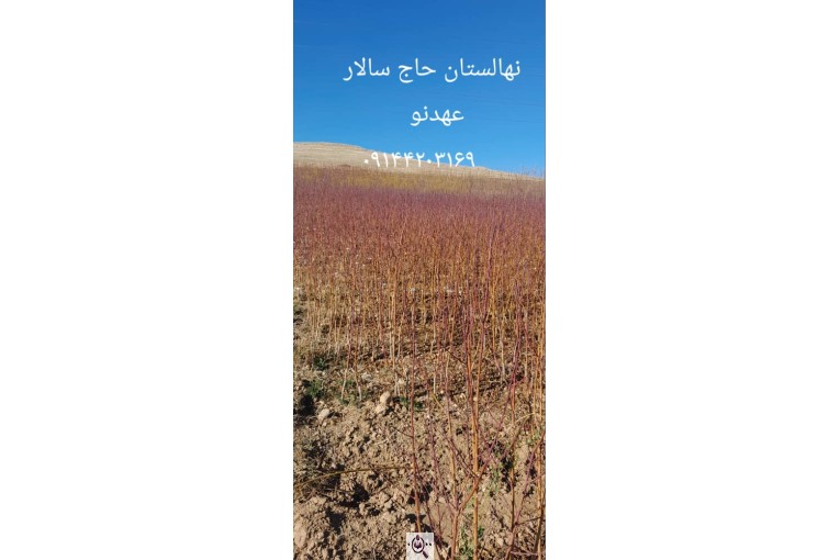 نهالستان سالار عهدنو در مراغه
