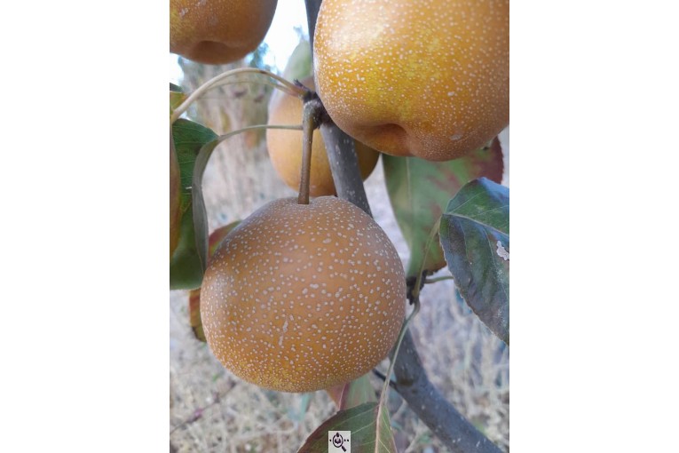 نهالستان سالار عهدنو در مراغه