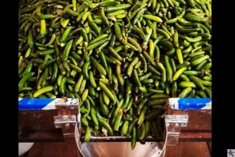 تولید و پخش خیارشور آرمیده و طنین سبز در مشهد