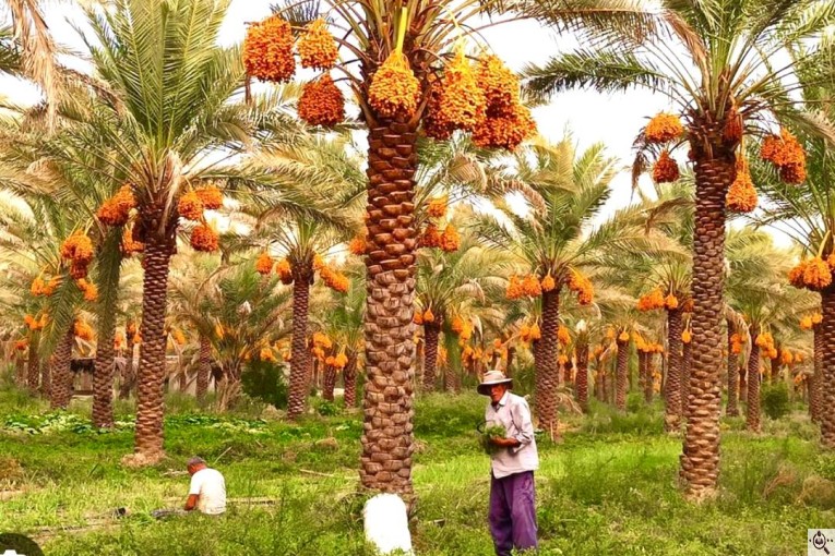 خرید و فروش خرما زاهدی ایوب در استان فارس