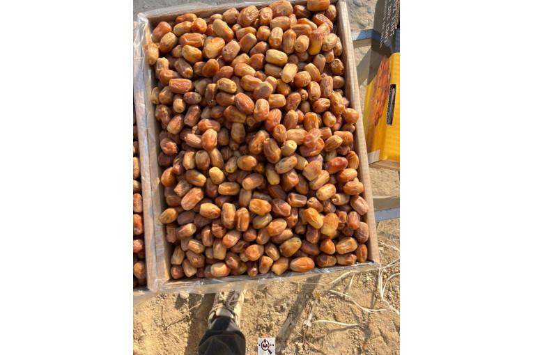 خرید و فروش خرما زاهدی ایوب در استان فارس