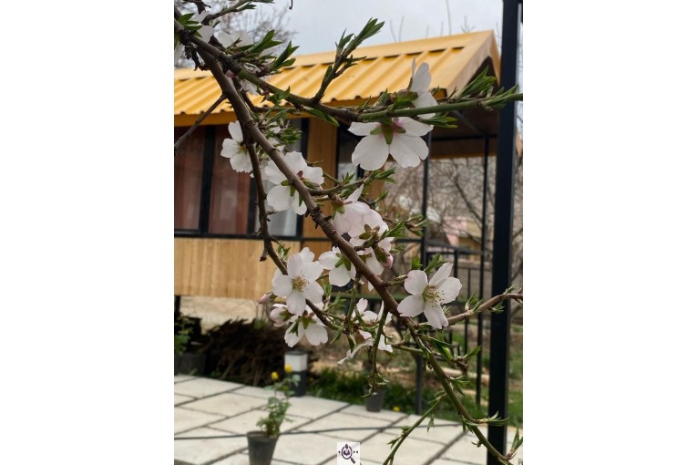 کلبه سوئیسی آنام در سپیدان فارس