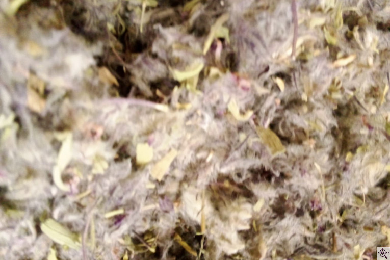 خشکبار امیر مهدی در آذرشهر