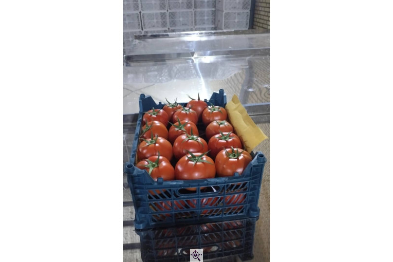 صادرات گوجه فرنگی علیرضا محمدآبادی در کرمان