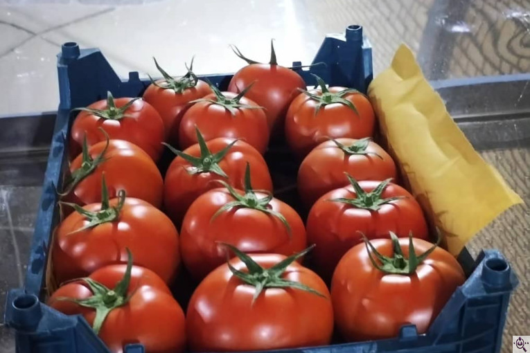 صادرات گوجه فرنگی علیرضا محمدآبادی در کرمان