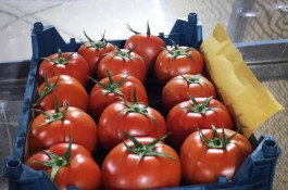 صادرات گوجه فرنگی علیرضا محمدآبادی در کرمان