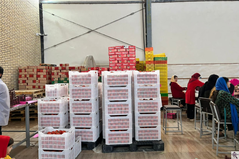 صادرات گوجه فرنگی علیرضا محمدآبادی در کرمان