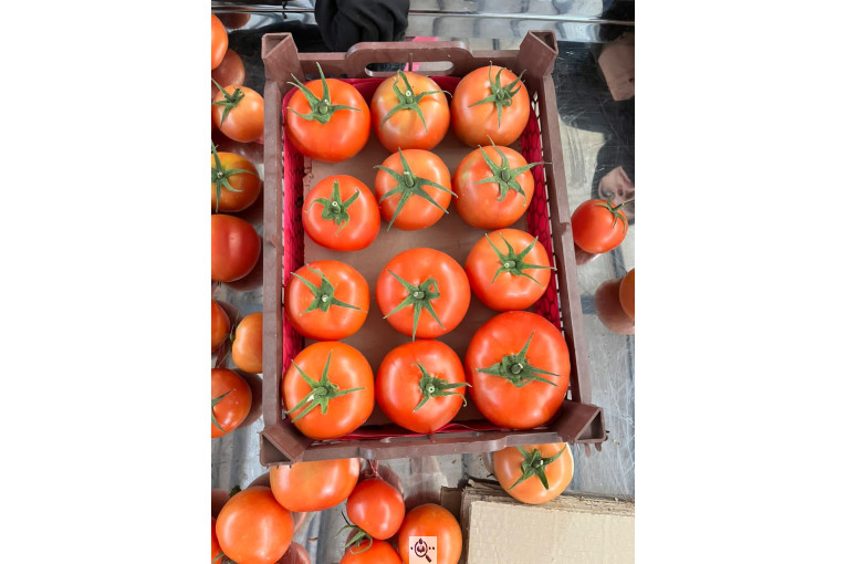 صادرات گوجه فرنگی علیرضا محمدآبادی در کرمان