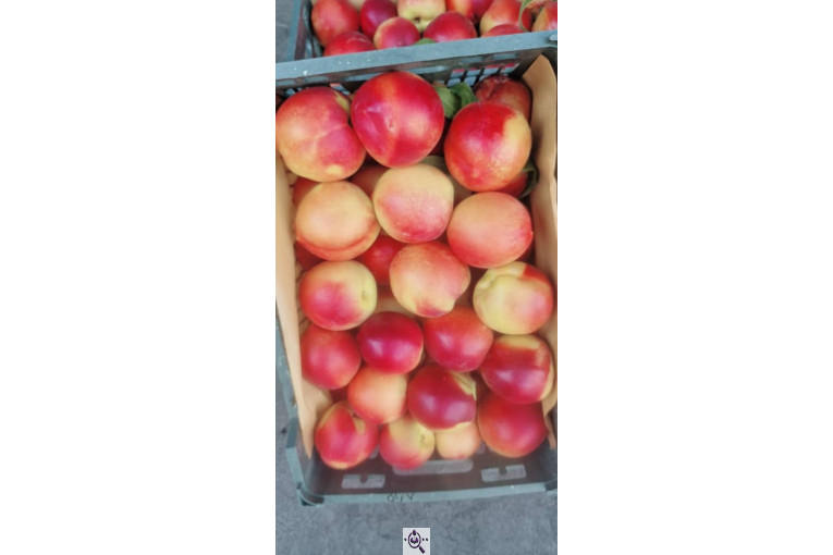 میوه و تره بار و صیفی جات دشتبان در بناب