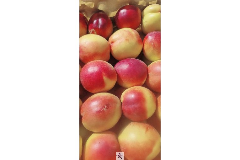 میوه و تره بار و صیفی جات دشتبان در بناب