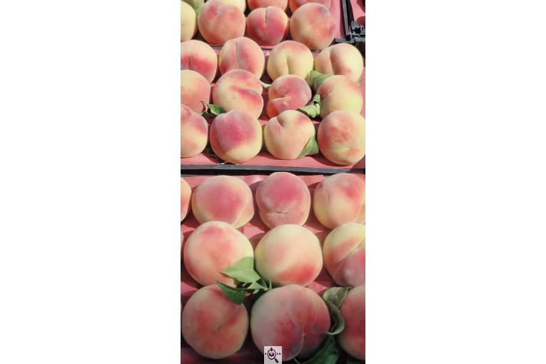 میوه و تره بار و صیفی جات دشتبان در بناب