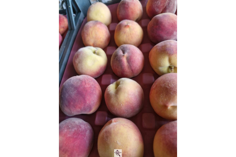 میوه و تره بار و صیفی جات دشتبان در بناب