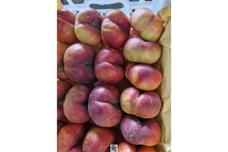 میوه و تره بار و صیفی جات دشتبان در بناب