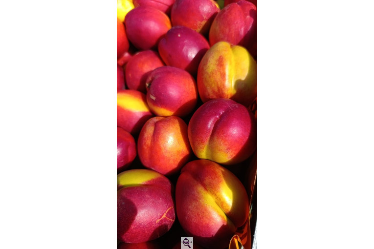 میوه و تره بار و صیفی جات دشتبان در بناب