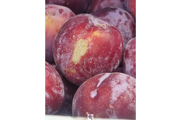 میوه و تره بار و صیفی جات دشتبان در بناب